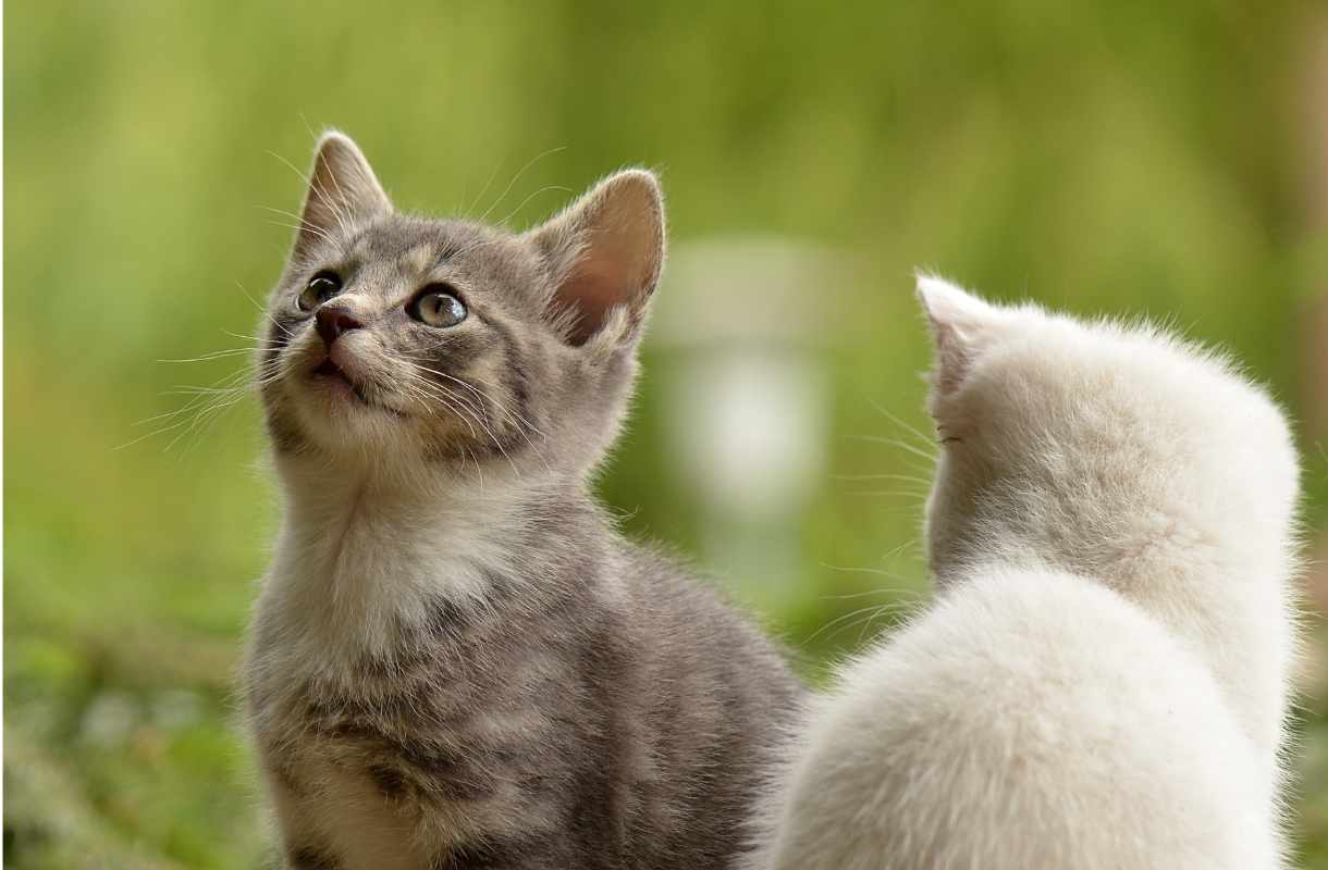 business animaux