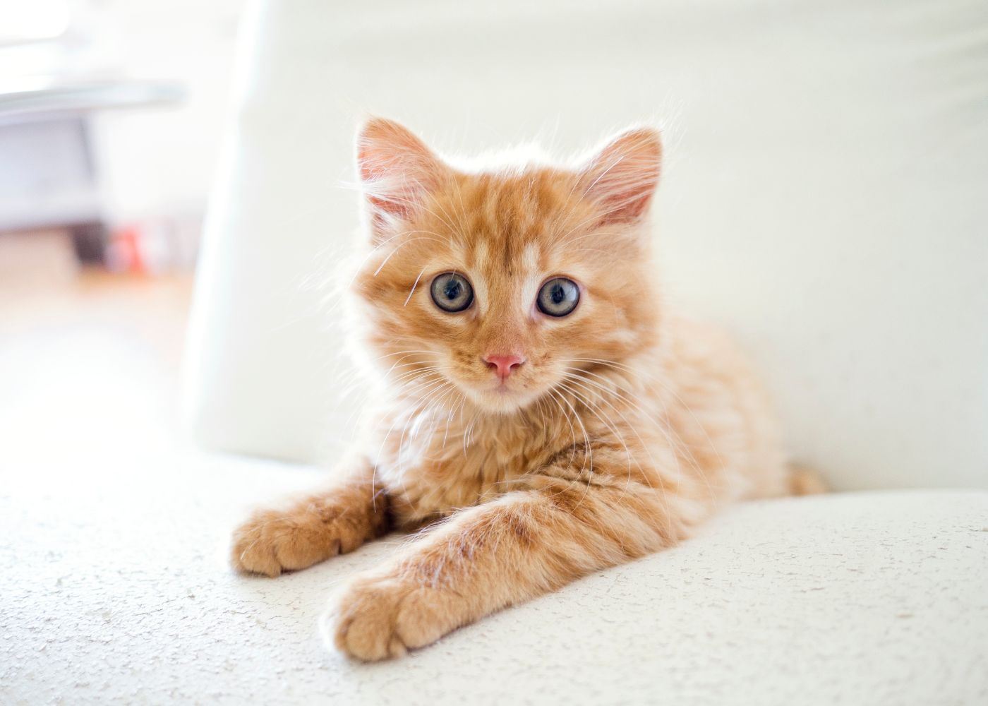 huile de saumon chat