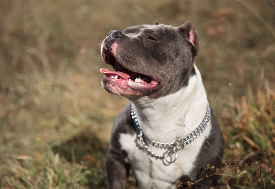 Quelles sont les erreurs à éviter absolument pour bien éduquer son american bully 